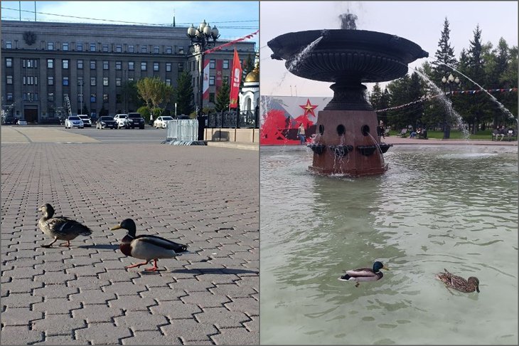 Утки в сквере имени Кирова. Фото из телеграм-канала «Струглин знает»