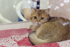 Кошка. Фото Ильи Татарникова из архива IRK.ru