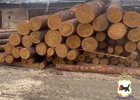 Древесина. Скриншот видео ГУ МВД России по Иркутской области