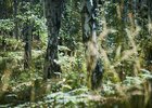 Лес. Фото Маргариты Романовой, IRK.ru