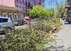 Спиленное дерево. Фото очевидцев