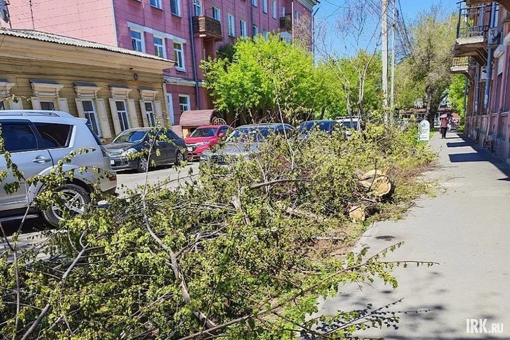 Спиленное дерево. Фото очевидцев