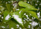 Заморозки. Фото Ильи Татарникова из архива IRK.ru