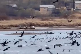 Бакланы на Братском водохранилище. Скриншот видео из соцсетей Александра Дубровина