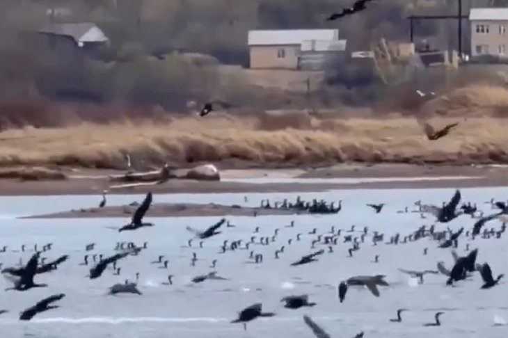 Бакланы на Братском водохранилище. Скриншот видео из соцсетей Александра Дубровина