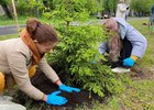 Высадка деревьев. Фото пресс-службы администрации Иркутска