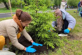 Высадка деревьев. Фото пресс-службы администрации Иркутска