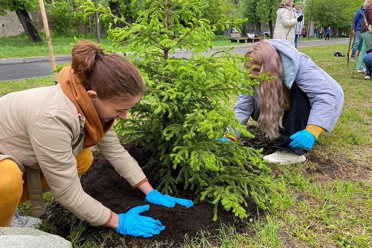 Высадка деревьев. Фото пресс-службы администрации Иркутска