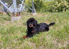 Собака. Фото пресс-службы правительства Иркутской области