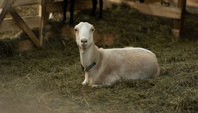 Сырная гастрономия. Программа на ферме «Милаша»