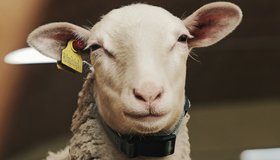 День фермера. Экскурсионная программа на ферме «Милаша»