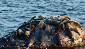 Встреча с нерпой: взаимодействие человека и морского обитателя