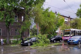 Упавшая на машину ветка дерева. Фото очевидцев