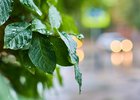 Листья. Фото Маргариты Романовой из архива IRK.ru