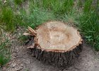 Срубленное дерево. Фото из архива IRK.ru