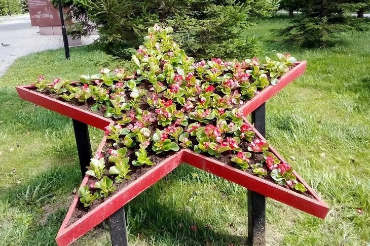 Клумба. Фото пресс-службы администрации Иркутска