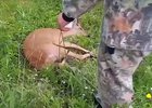 Косуля. Скриншот видео охотнадзора Иркутской области