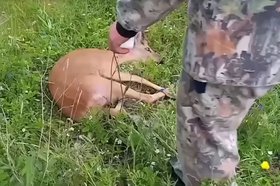 Косуля. Скриншот видео охотнадзора Иркутской области