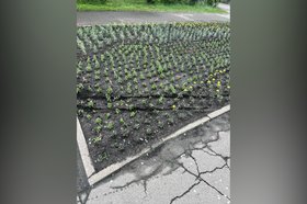 Поврежденные клумбы. Фото взято из группы «МКУ г.Иркутска ''Городская cреда''» социальной сети «ВКонтакте»