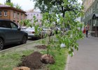 Высадка тополей. Фото пресс-службы администрации Иркутска