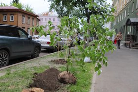 Высадка тополей. Фото пресс-службы администрации Иркутска