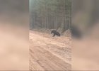 Медведь. Скриншот видео пресс-службы ГУ МВД по региону