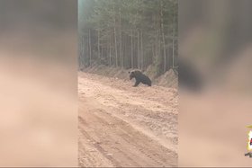 Медведь. Скриншот видео пресс-службы ГУ МВД по региону