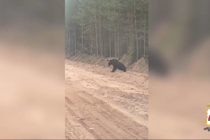 Медведь. Скриншот видео пресс-службы ГУ МВД по региону