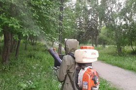 Обработка деревьев. Фото пресс-службы администрации Иркутска