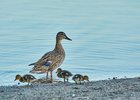 Утки. Фото из архива IRK.ru
