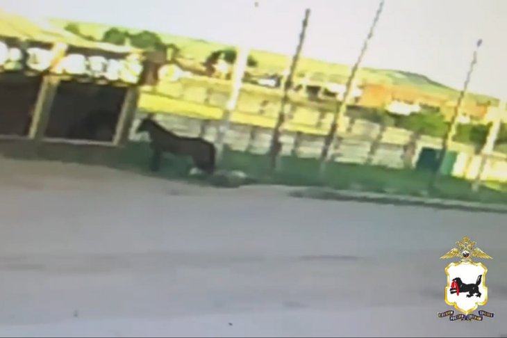 Конь. Скриншот из видео пресс-службы ГУ МВД России по Иркутской области