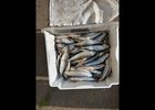 Омуль. Фото пресс-службы Восточно-Сибирского ЛУ МВД на транспорте