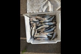 Омуль. Фото пресс-службы Восточно-Сибирского ЛУ МВД на транспорте