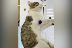 Кот. Фото пресс-службы ассоциации ветеринаров Иркутской области