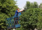 Обрезка деревьев. Фото пресс-службы мэрии Иркутска