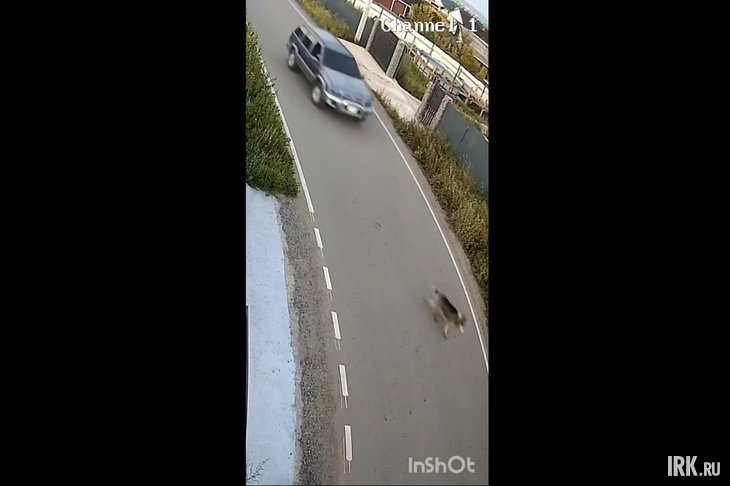 Наезд на собаку. Скриншот видео от очевидцев
