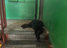 Собака. Фото пресс-службы ГУ МВД по Иркутской области