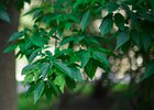 Лето. Фото Маргариты Романовой, IRK.ru