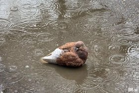 Голубь. Фото из архива IRK.ru