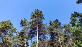 Научная экскурсия по роще «Звёздочка»