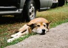 Собака на траве. Фото Никиты Пяткова из архива IRK.ru
