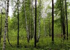 Лес. Фото Ольги Фонарёвой, IRK.ru
