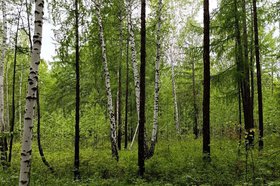 Лес. Фото Ольги Фонарёвой, IRK.ru