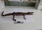 Крокодил. Фото пресс-службы Сибирского таможенного управления
