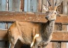 Изюбрь Гриша. Фото «Заповедного Прибайкалья»