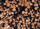 Древесина. Фото Никиты Пяткова из архива IRK.ru
