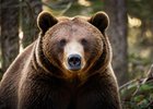 Медведь. Изображение сгенерировано с помощью нейросети GigaChat