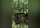 Часть туши оленя. Фото охотнадзора Иркутской области
