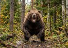 Медведь. Фото сгенерировано «Нано Банано Про»