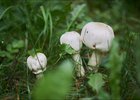 Грибы. Фото из архива IRK.ru
